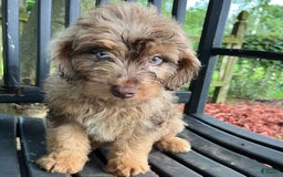 Mini Aussiedoodle dogs for sale: Ringo - Image 21