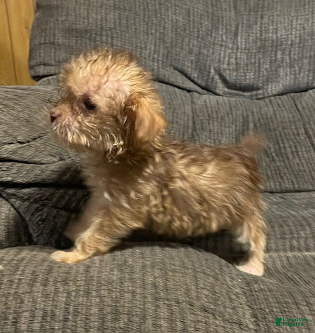 Yorkiepoo dogs for sale: Tinker Bell - Image 3