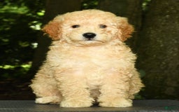 Mini Goldendoodle dogs for sale: Lincoln - Image 4