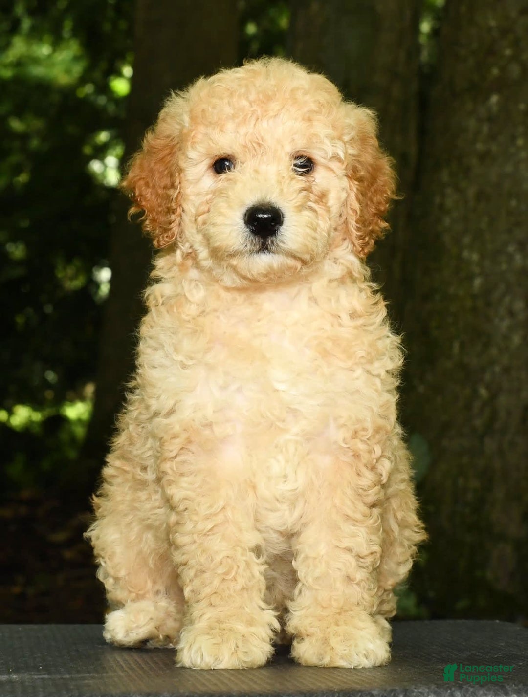 Mini Goldendoodle dogs for sale: Lincoln - Image 4