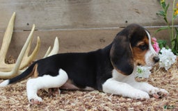 Beagle dogs for sale: Beagle 5 puppies - Image 3