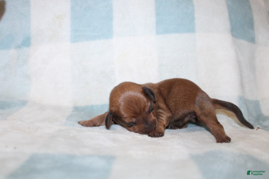 Miniature Dachshund dogs for sale: Miah Mini - Image 3