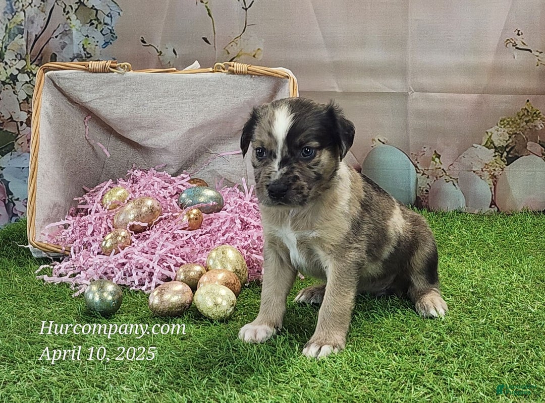 Catahoula Leopard Dog dogs for sale: Goldie 2025 F1 - Image 12