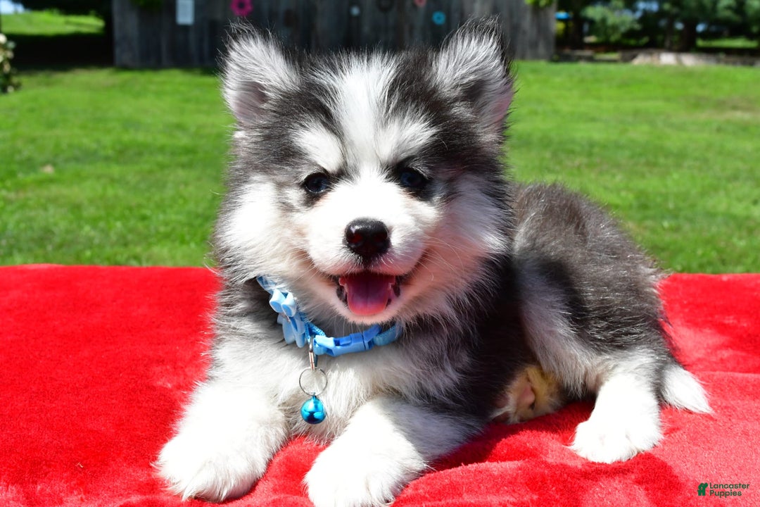 Pomsky dogs for sale: Callie - Image 4