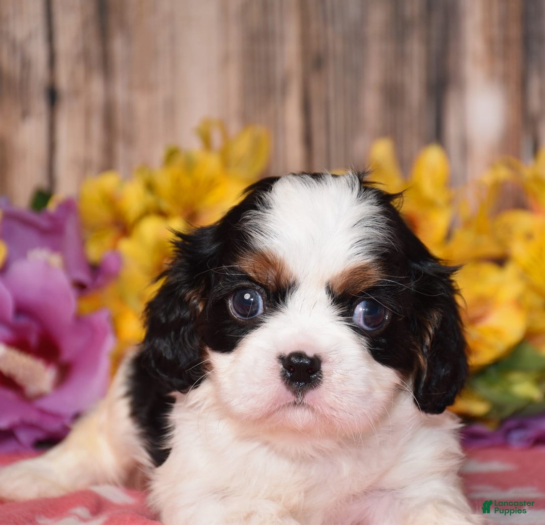 Cavalier King Charles Spaniel dogs for sale: Everest - Image 4