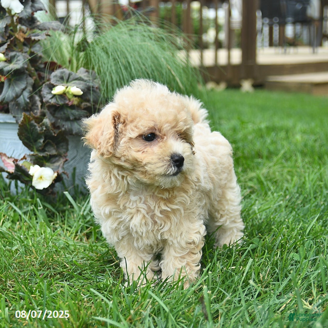 Maltipoo dogs for sale: Flori - Image 4
