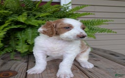 Goldendoodle dogs for sale: Willow - Image 4