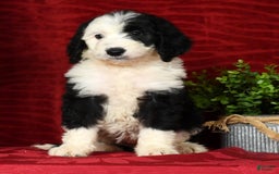 Sheepadoodle dogs for sale: Molly - Image 2