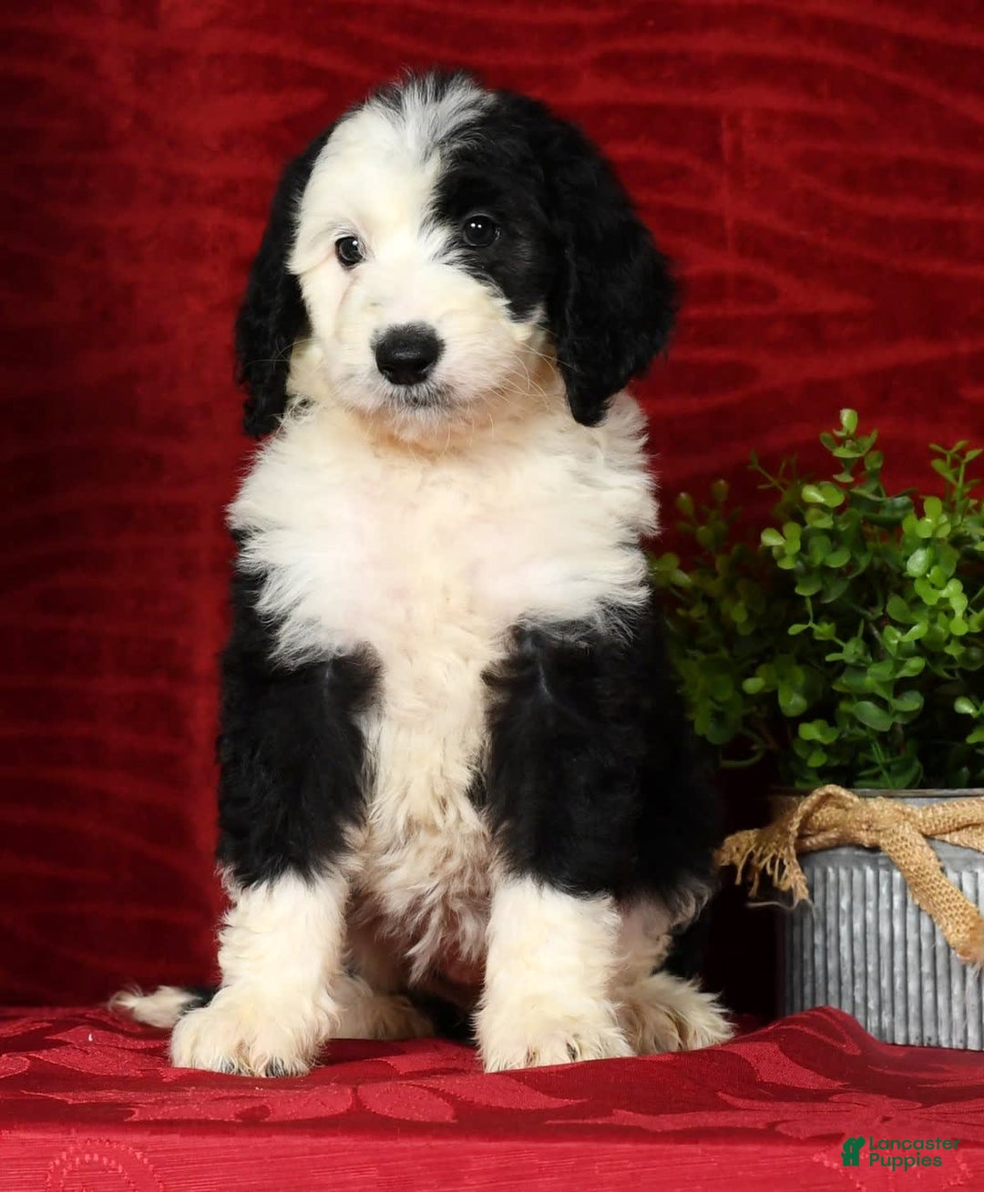 Sheepadoodle dogs for sale: Molly - Image 2