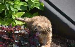 Cavapoo dogs for sale: Marina - Image 2