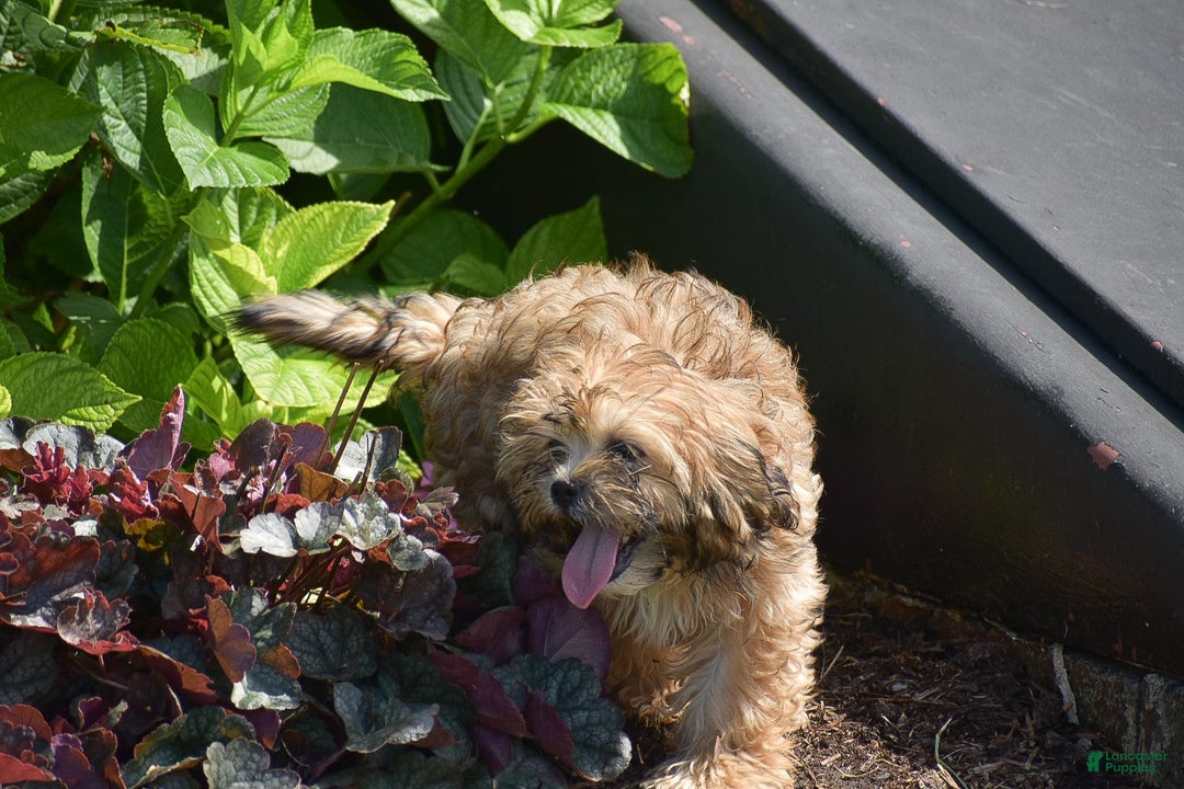 Cavapoo dogs for sale: Marina - Image 2