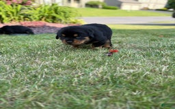Rottweiler dogs for sale: Berry - Image 2