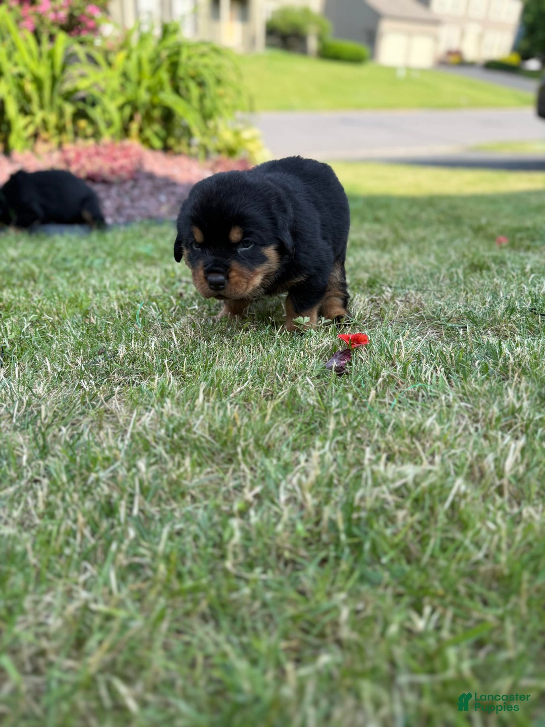 Rottweiler dogs for sale: Berry - Image 2