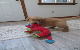 Golden Retriever dogs for sale: Truffle - Image 2
