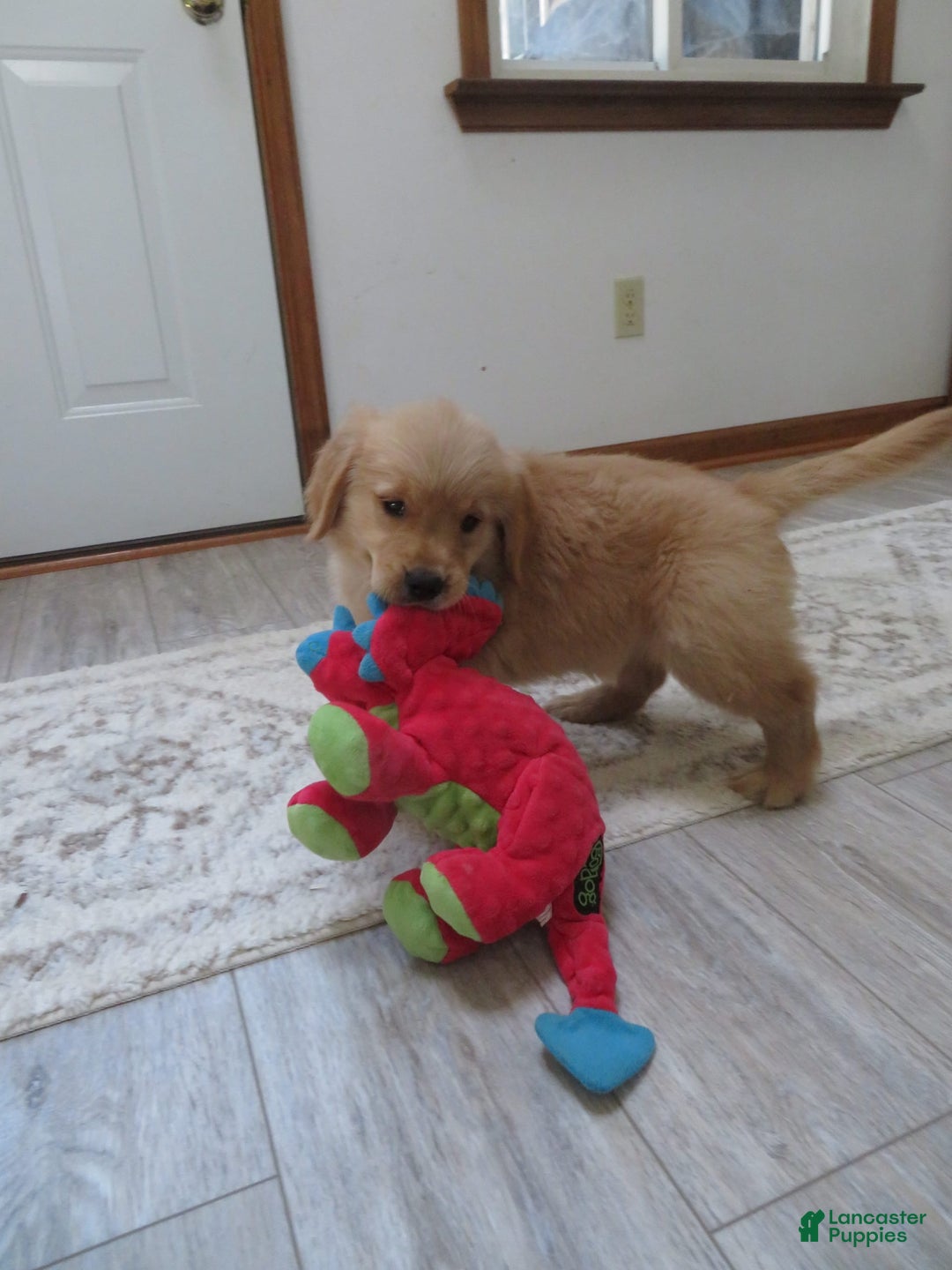 Golden Retriever dogs for sale: Truffle - Image 2
