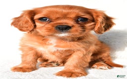 Cavalier King Charles Spaniel dogs for sale: Cavalier King Charles Spaniel 2 puppies - Image 5