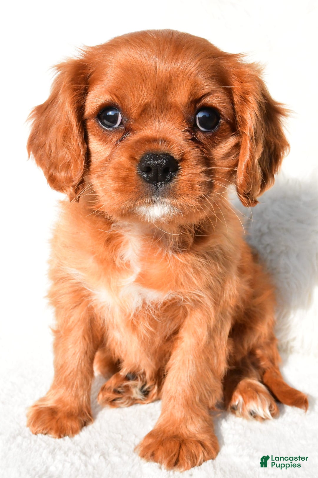 Cavalier King Charles Spaniel dogs for sale: Cavalier King Charles Spaniel 2 puppies - Image 5