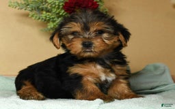 Yorkshire Terrier dogs for sale: Lucky - Image 5