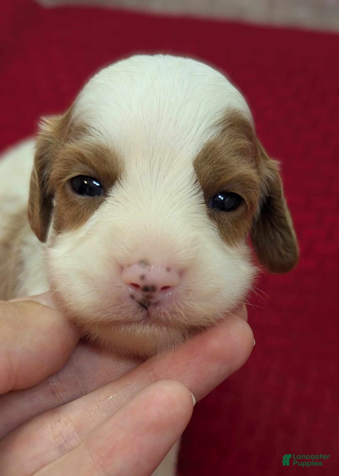 Cavapoo dogs for sale: Woody - Image 11