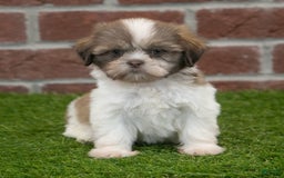Shih Tzu dogs for sale: Hannah - Image 1