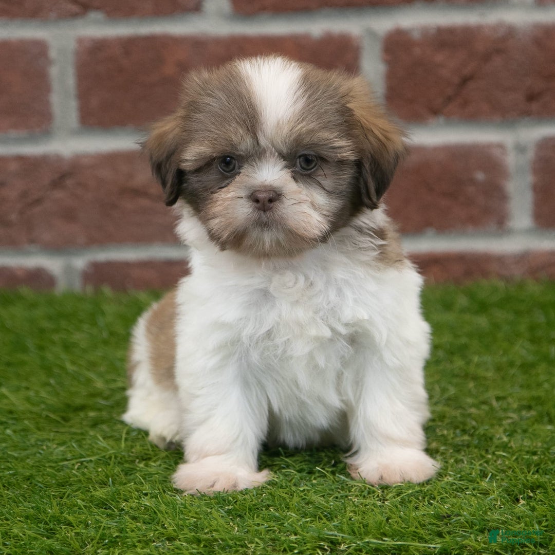 Shih Tzu dogs for sale: Hannah - Image 1