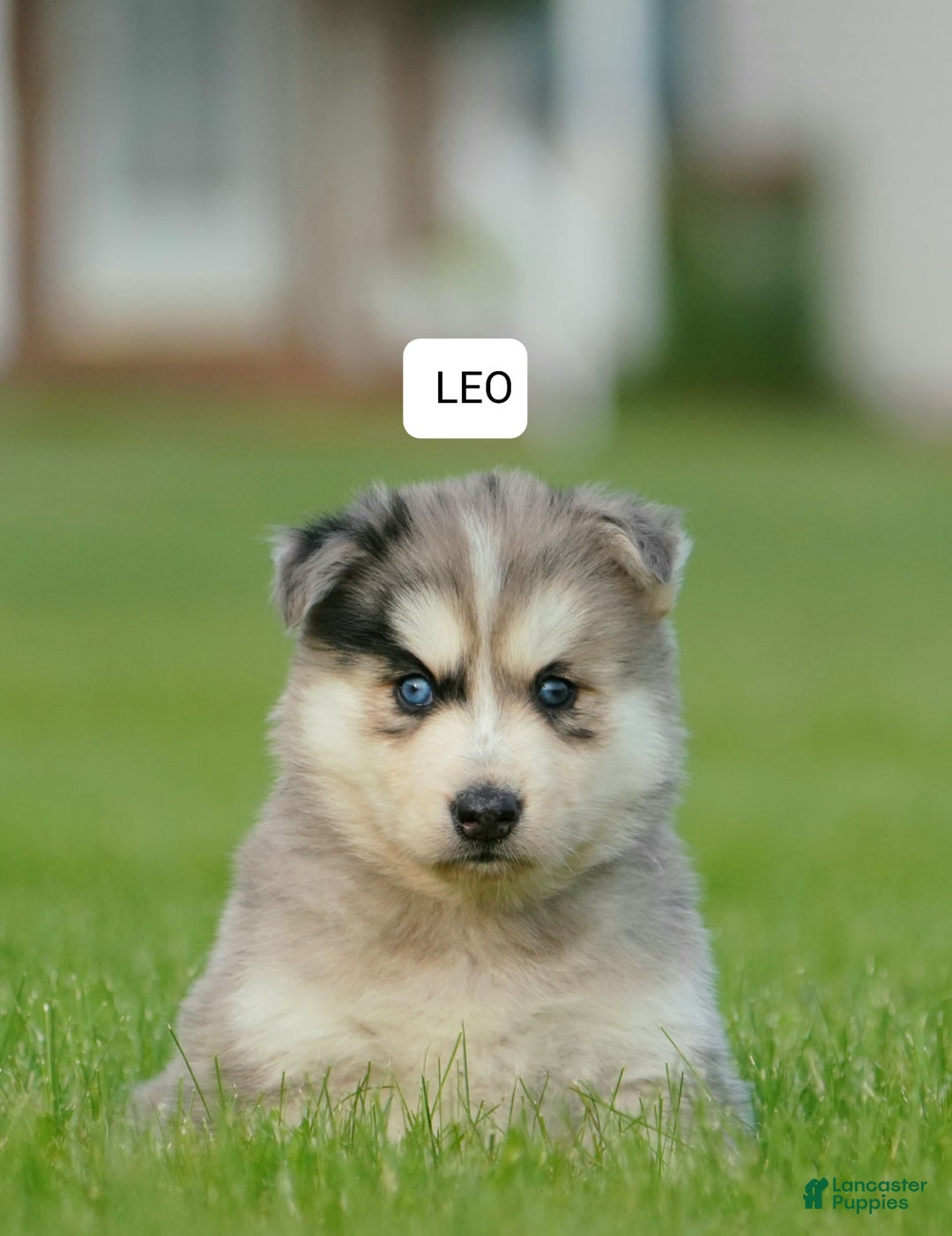 Gerberian Shepsky dogs for sale: Leo - Image 10