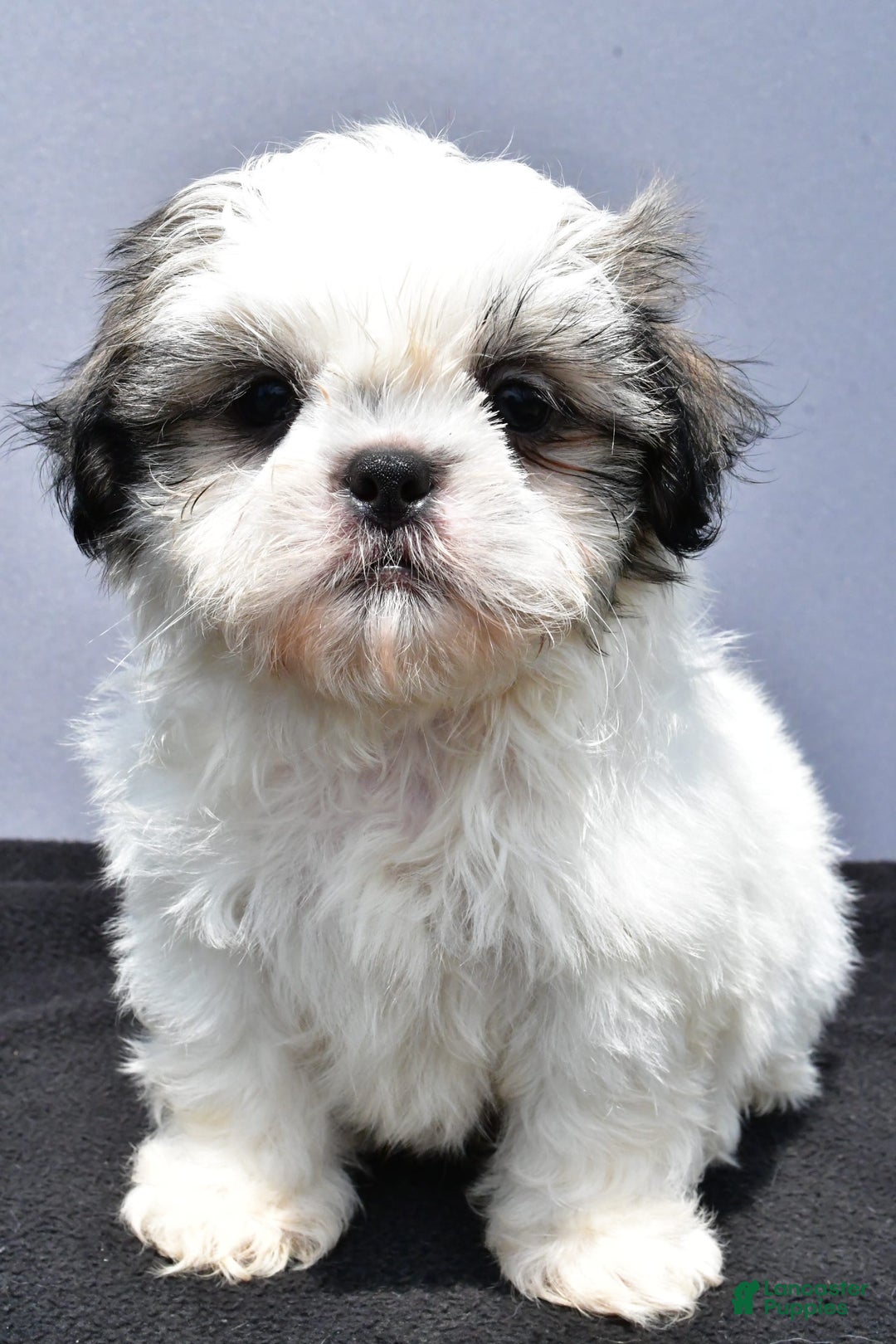 Shih Tzu dogs for sale: Domino - Image 2
