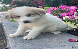 Great Pyrenees dogs for sale: Gordan - Image 3