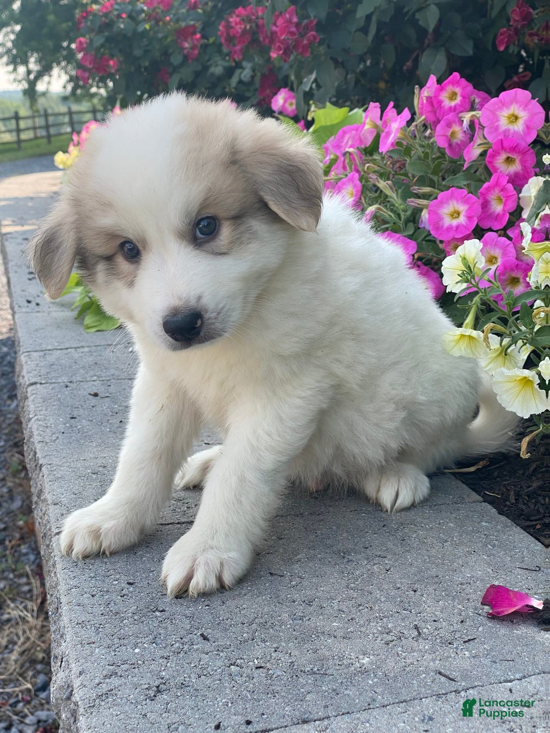 Great Pyrenees dogs for sale: Gordan - Image 3