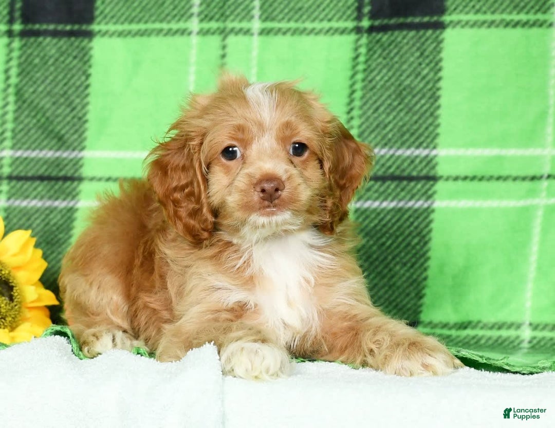 Cockapoo dogs for sale: Vince - Image 6