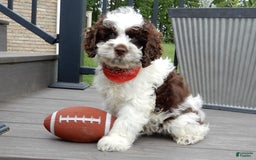 Cockapoo dogs for sale: Patches - Image 7