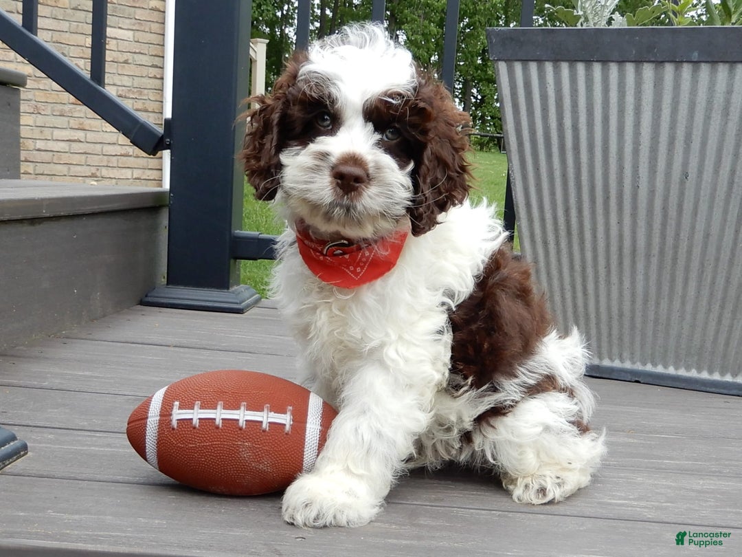 Cockapoo dogs for sale: Patches - Image 7