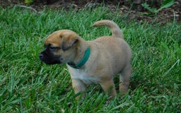 Jug dogs for sale: Gus - Image 1