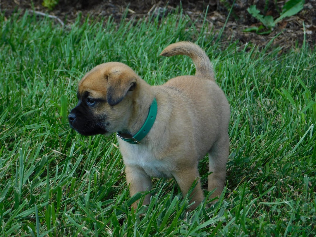 Jug dogs for sale: Gus - Image 1