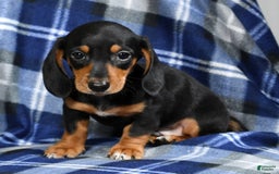 Miniature Dachshund dogs for sale: Sammy - Image 4