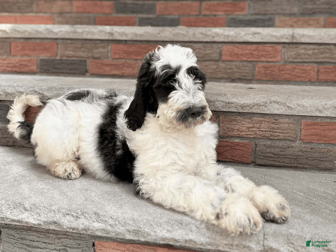 Goldendoodle dogs for sale: Lola - Image 1
