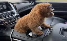 Mini Goldendoodle dogs for sale: Ami - Image 4