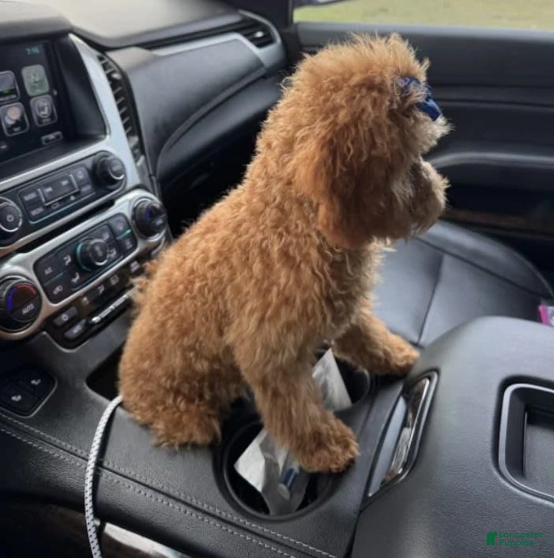 Mini Goldendoodle dogs for sale: Ami - Image 4