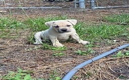 American Bully dogs for sale: Chinx - Image 5