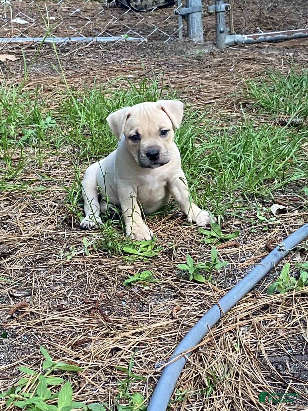 American Bully dogs for sale: Chinx - Image 5