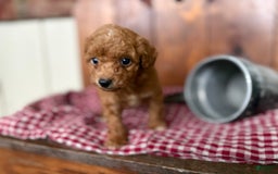 Toy Poodle dogs for sale: Benji - Image 3