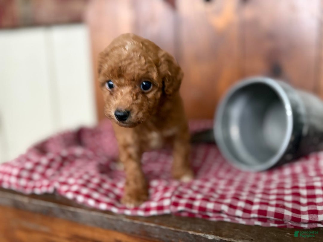 Toy Poodle dogs for sale: Benji - Image 3