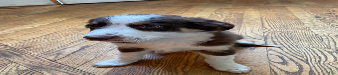 Max