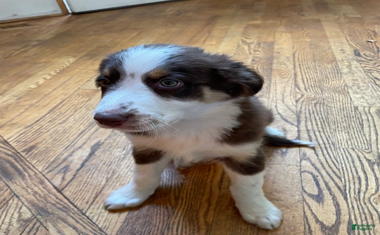 Australian Shepherd dogs for sale - Ad 1