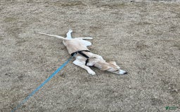 Goberian dogs for sale: Nova - Image 3