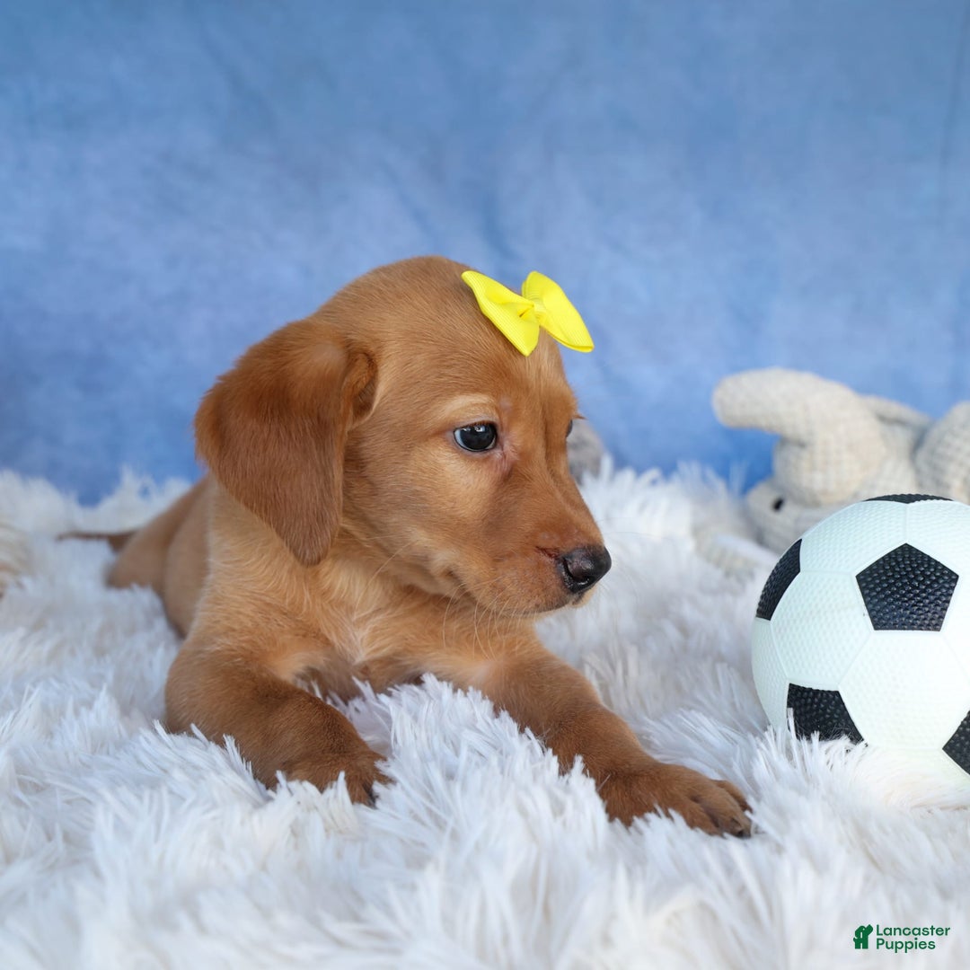 Labrador Retriever dogs for sale: Red Fox Geo - Image 7