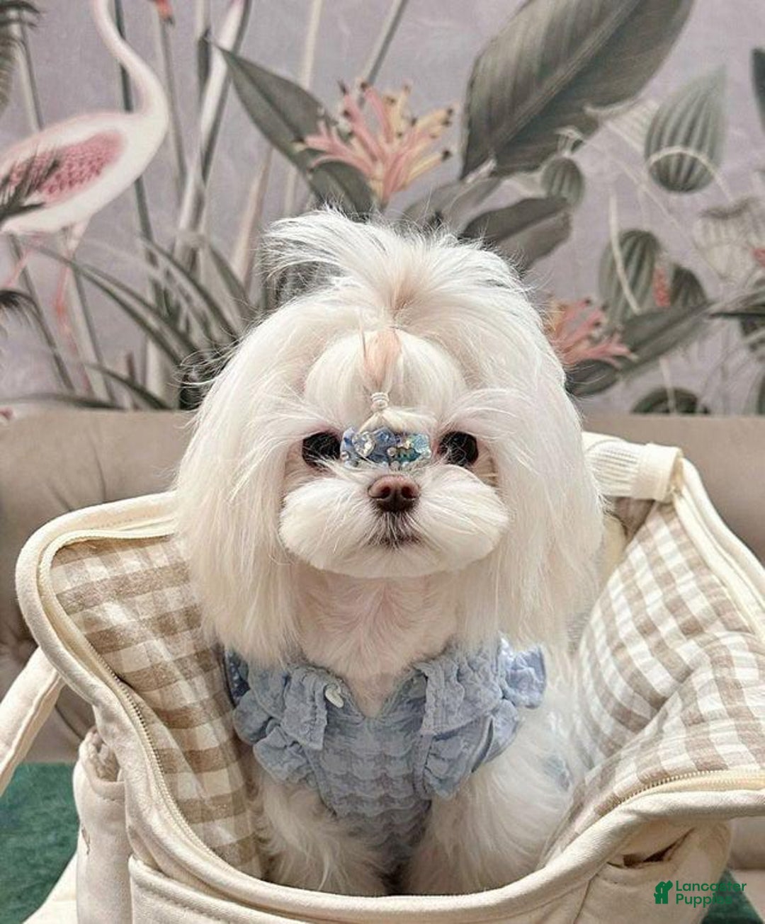 Maltese dogs for sale: Mirel - Image 6