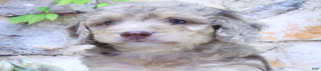 Haven F1b