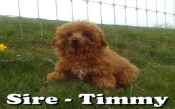 Cavapoo dogs for sale: Tinker - Image 11