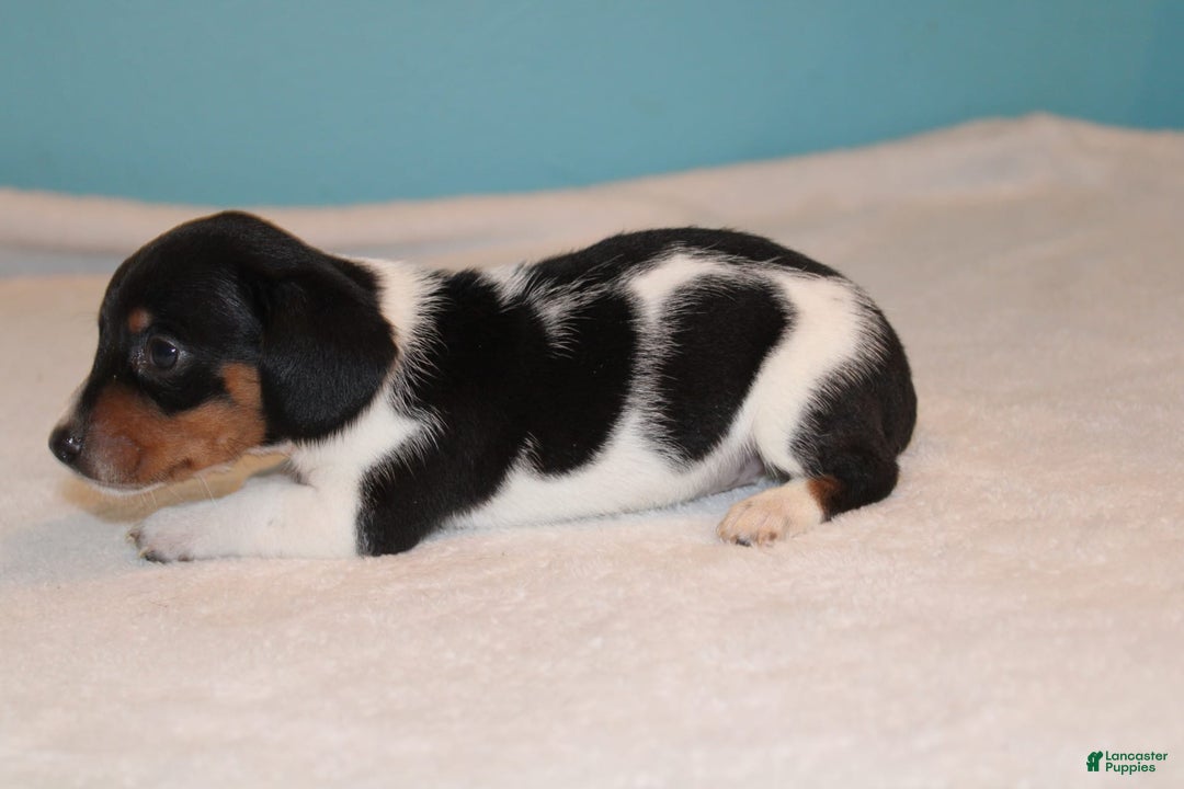 Miniature Dachshund dogs for sale: Chloe Mini - Image 14